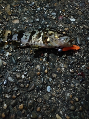 タケノコメバルの釣果