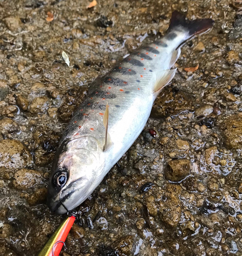 アマゴの釣果