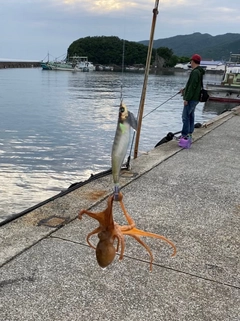 タコの釣果