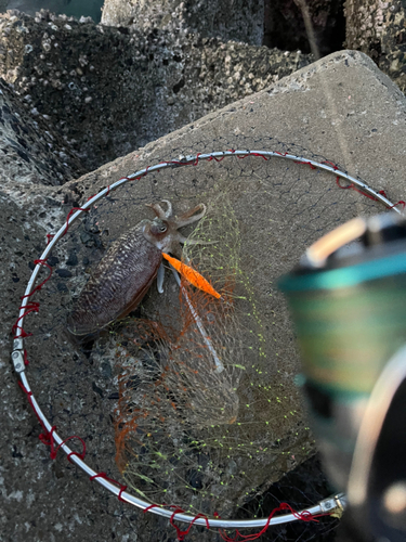 コウイカの釣果