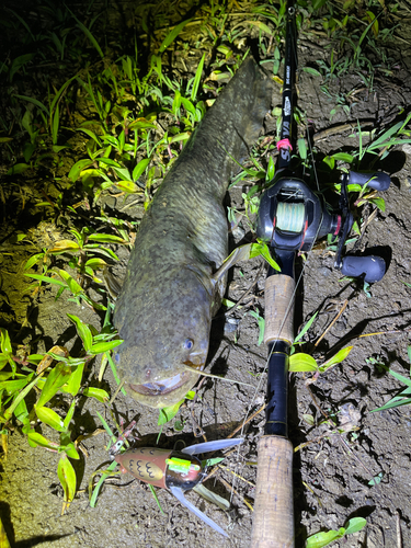 ナマズの釣果