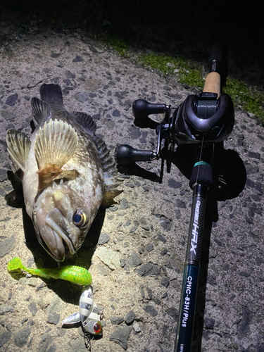 クロソイの釣果