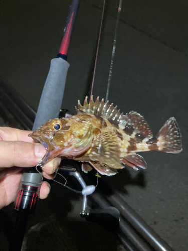 カサゴの釣果