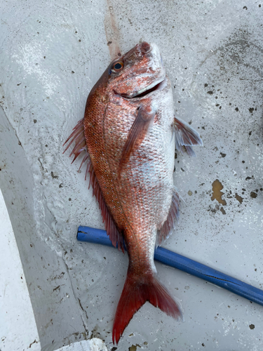 タイの釣果