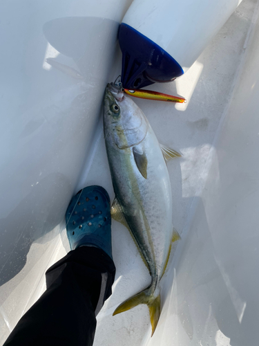 メジロの釣果