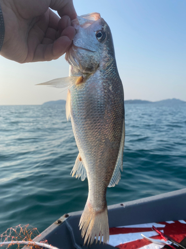 シログチの釣果