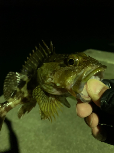 ガシラの釣果