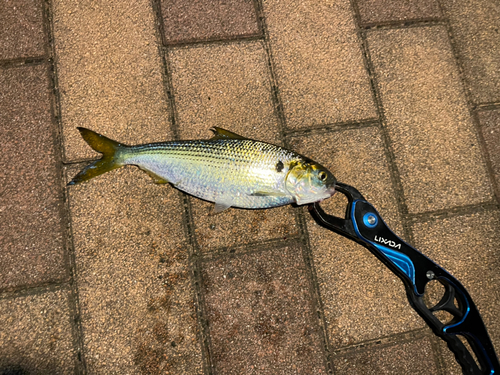 コノシロの釣果