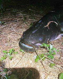 ビワコオオナマズの釣果