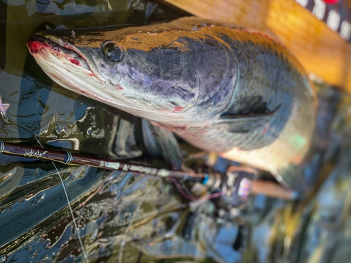 ライギョの釣果