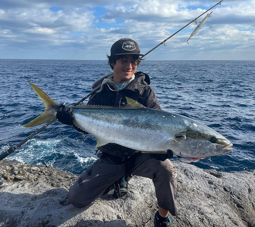 ヒラマサの釣果