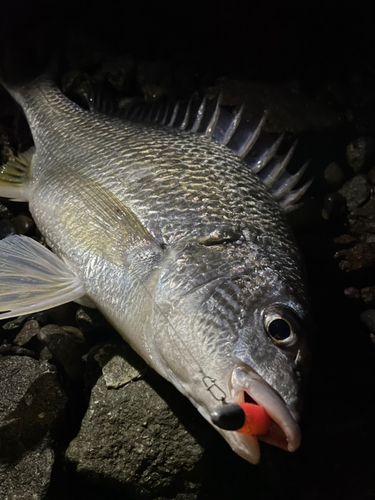 キビレの釣果