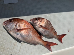 マダイの釣果