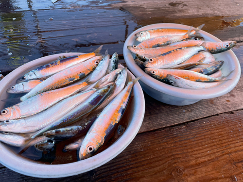 イワシの釣果