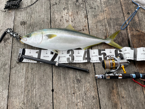 ハマチの釣果