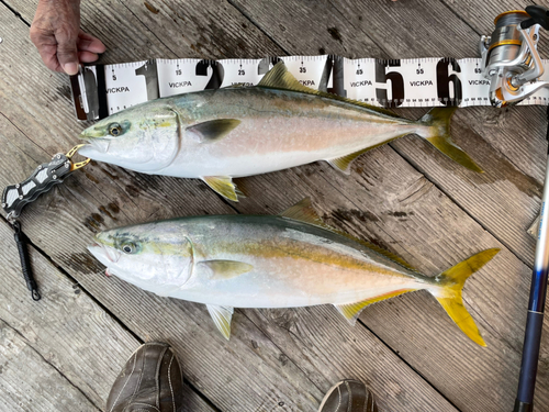 ハマチの釣果