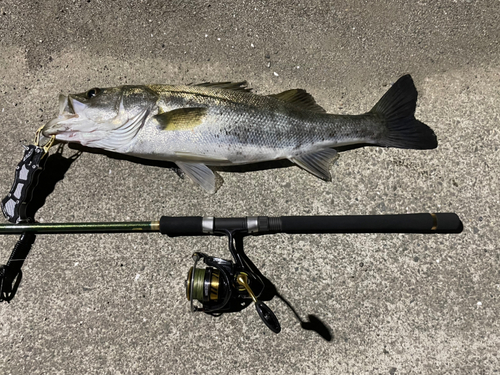 シーバスの釣果