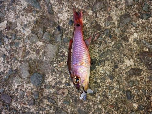 ネンブツダイの釣果