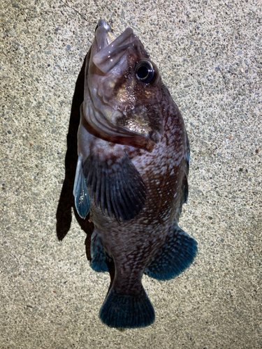 マゾイの釣果