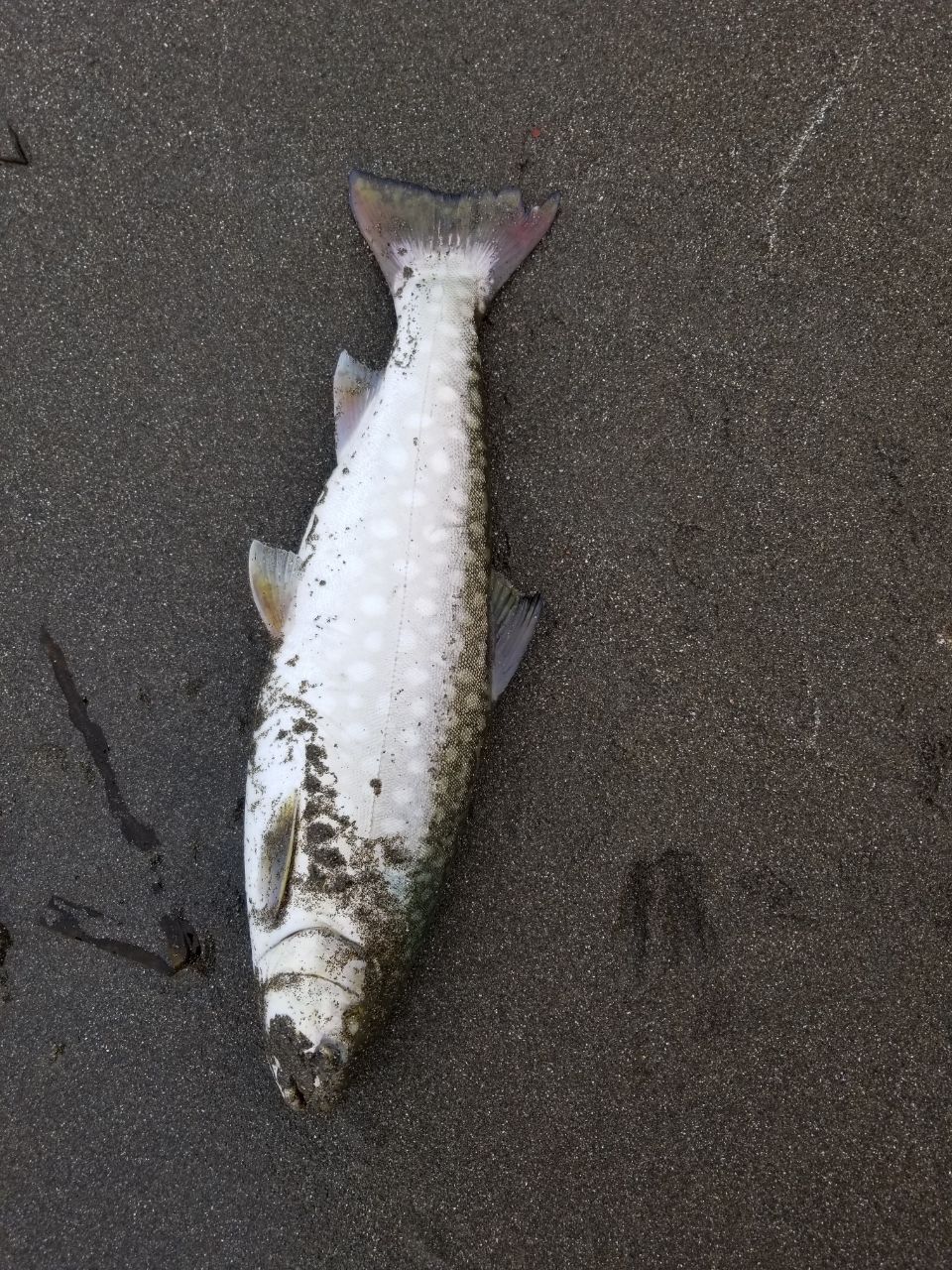 アメマス