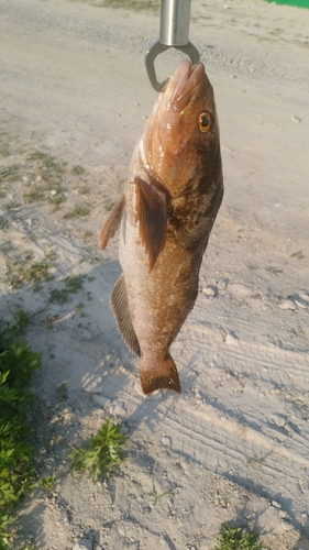 アイナメの釣果