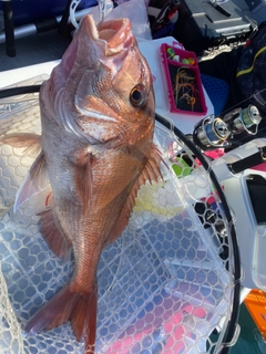 マダイの釣果