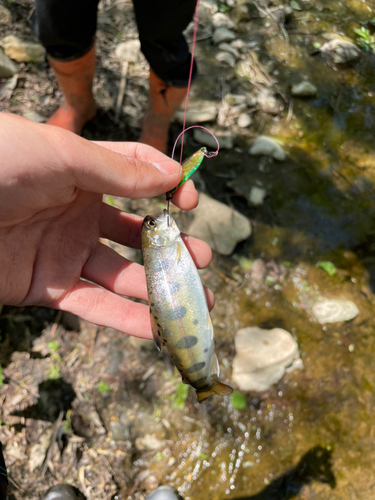 ヤマメの釣果