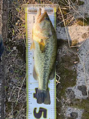 ブラックバスの釣果