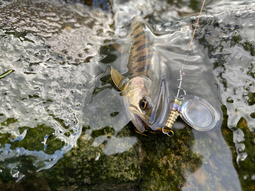 ヤマメの釣果