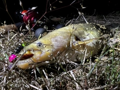 マナマズの釣果