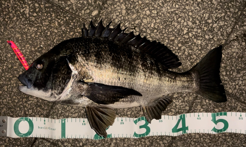 クロダイの釣果