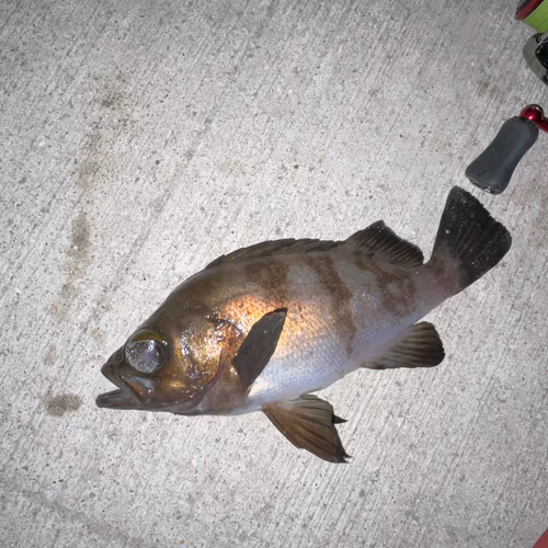 メバルの釣果