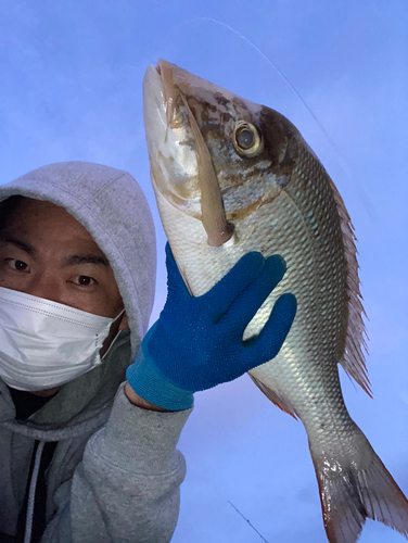 ハマフエフキダイの釣果