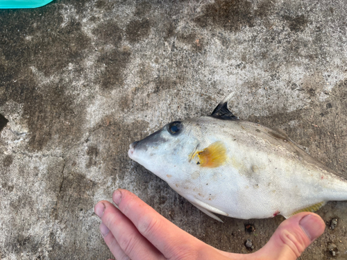 釣果一覧】検見川浜突堤で釣れたイシモチ - アングラーズ