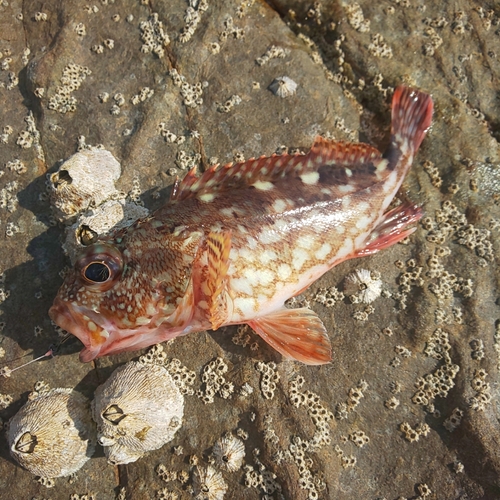 ガシラの釣果