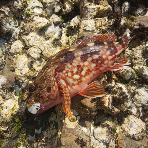 ガシラの釣果