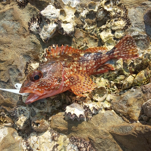 ガシラの釣果