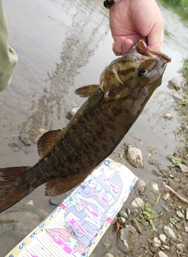 スモールマウスバスの釣果