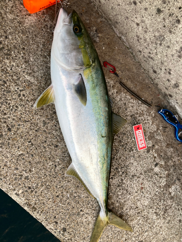 ブリの釣果