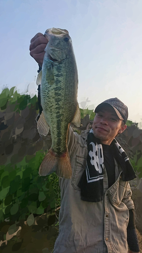 ブラックバスの釣果