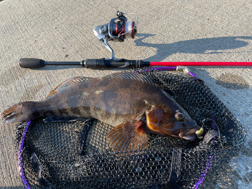 アイナメの釣果