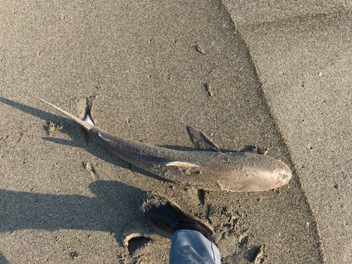 サメの釣果