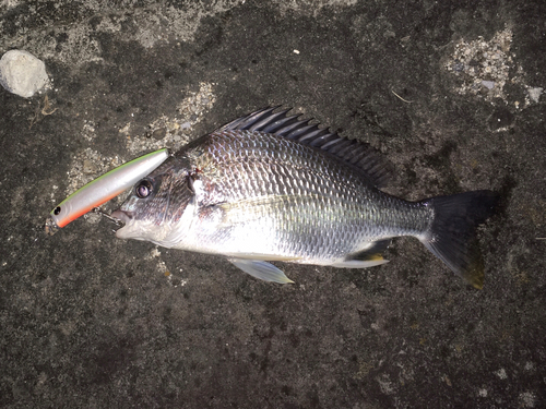 キビレの釣果