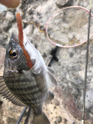 メイタの釣果