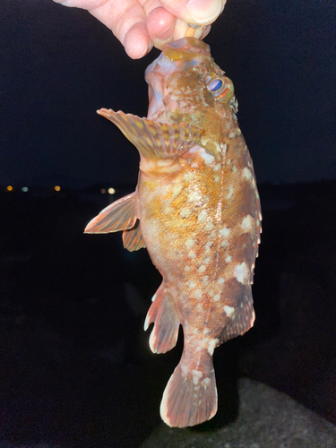 カサゴの釣果