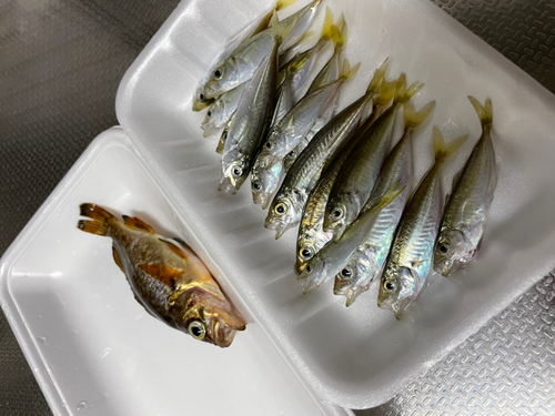 アジの釣果