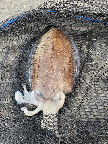 モンゴウイカの釣果