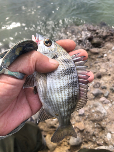 メイタの釣果