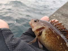 エゾメバルの釣果