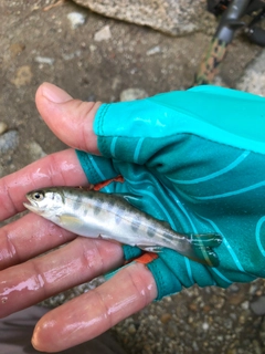 アマゴの釣果